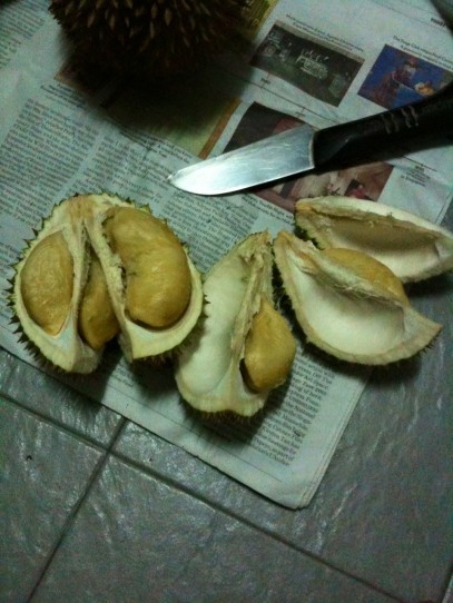 picking durians at pulau ubin - good ones